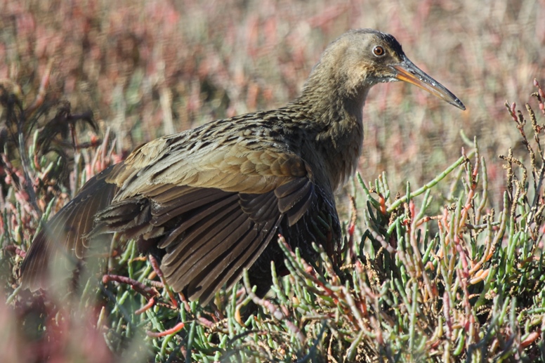 clapper rail